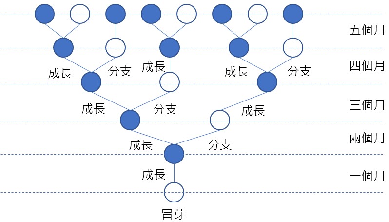 費氏數列